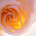Stolen Rose